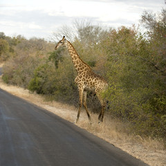 Griraffe crossing the road