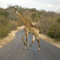 Griraffe crossing the road