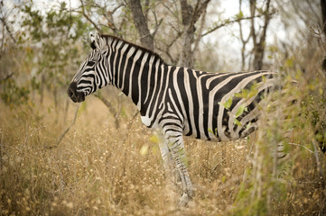 Zebra in the bush
