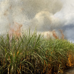 Obraz na płótnie Canvas Sugarcane field