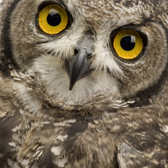Spotted Eagle-owl in front of a white background