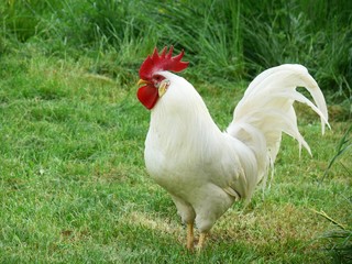 Il gallo