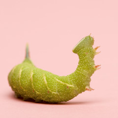 Obraz premium Lime Hawk-moth caterpillar