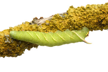 Lime Hawk-moth caterpillar