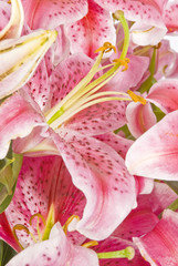 Pink Lilies Closeup