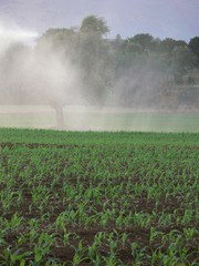 Obraz premium Irrigazione mais