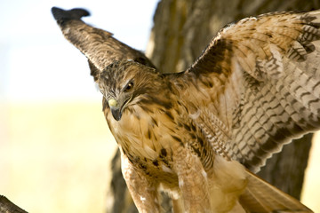 Red Tail Hawk