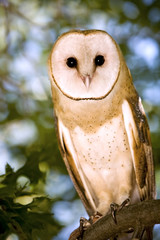 Portrait of a Barn Owl Sitting in a Tree