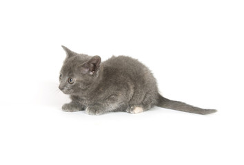 A gray kitten sitting on a white background. One in a series