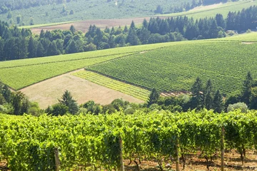 this is Vineyard patterns in the dundee hills © John Kropewnicki