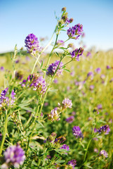 A flower blooming in the spring air.