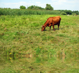 Brown  cow