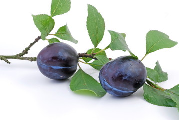 pflaumen