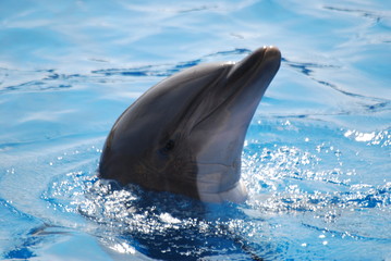 Obraz premium dauphin