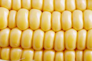 Corn Texture Background