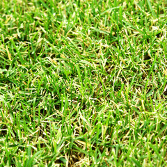 Green lawn, may be used as background.