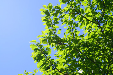Fototapeta premium green leaf beautiful nature background