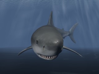 Requin blanc
