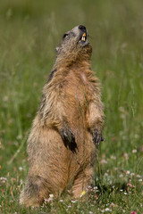 Marmotte