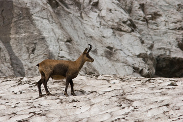 Chamois