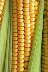 maize cob detail between green leaves
