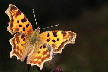 Comma butterfly (Polygonia)