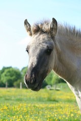 Fohlen © Tanja Naturfoto