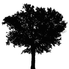 silhouette d'arbre © Unclesam