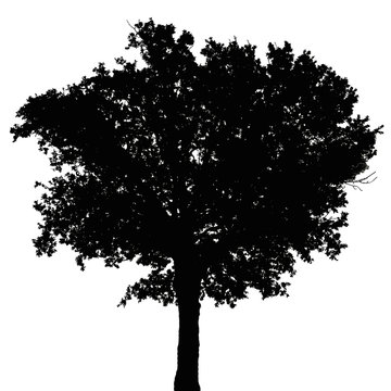 silhouette d'arbre