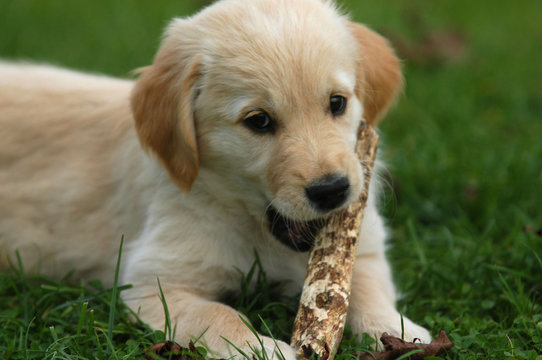 322 Best Bebe Chien Images Stock Photos Vectors Adobe Stock 322 Best Bebe Chien Images Stock Photos Vectors Adobe Stock