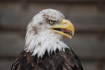 tete d'aigle