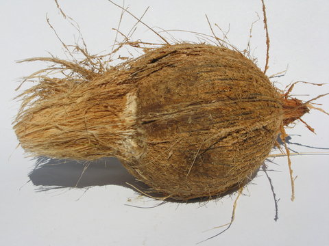 coconut d&eacute;cortiqu&eacute;e