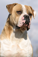 Chien Bouledogue Américain