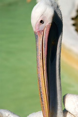Pelican