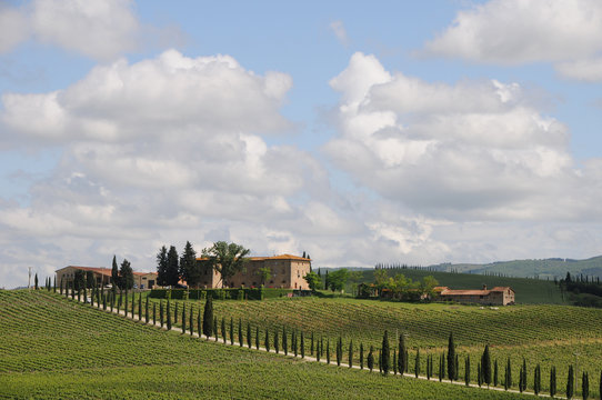 weingut toskana toscana Zypressen