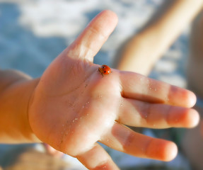 lady bug on baby's palm