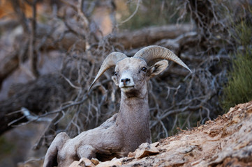 Male mountain goat in the wild
