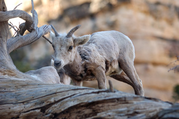 Baby mountain goat in the wild