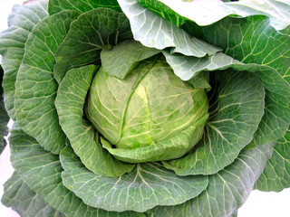 Fototapeta premium Fresh cabbage
