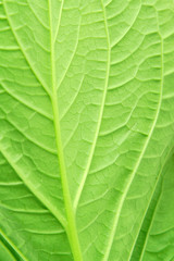 Leaf