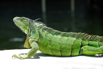 Female Green Iguana