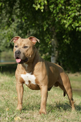 Chien American Staffordshire