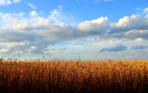 stems of the wheat in sunset light © Kokhanchikov