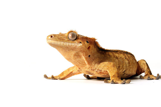 Gecko