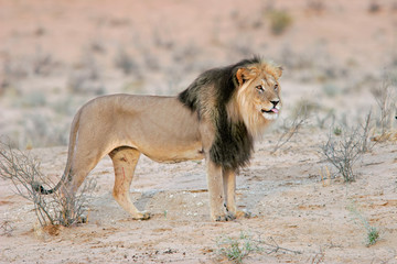 Big, black-maned African lion, Kalahari, South Africa