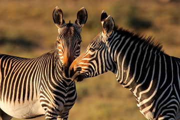 Cape Mountain Zebras, Mountain Zebra National Park, South Africa - obrazy, fototapety, plakaty