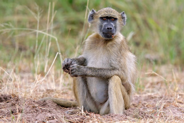 Chacma baboon, Chobe National Park, Botswana, southern Africa
