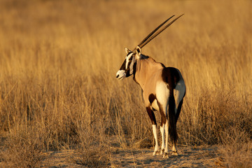 Gemsbok antelope (Oryx gazella), Kalahari desert, South Africa