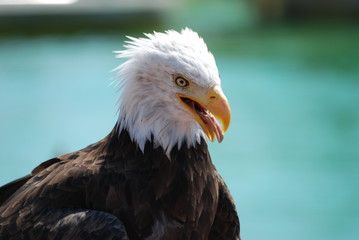 aigle