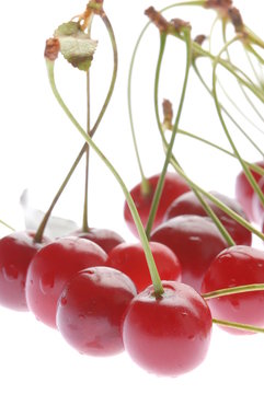 Cherry